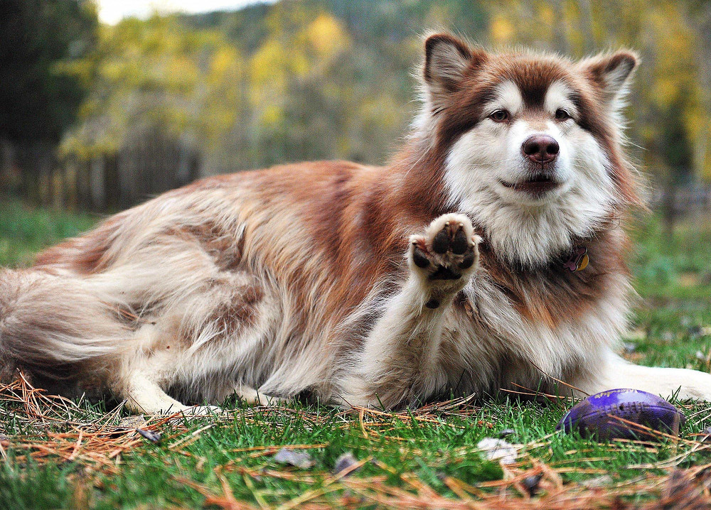 มารู้จักสุนัขพันธุ์ อลาสกัน มาลามิวท์ (Alaskan Malamute) กัน
