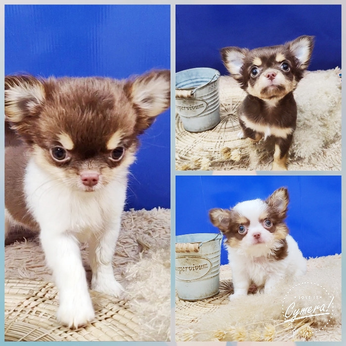 www.teacupdog.org