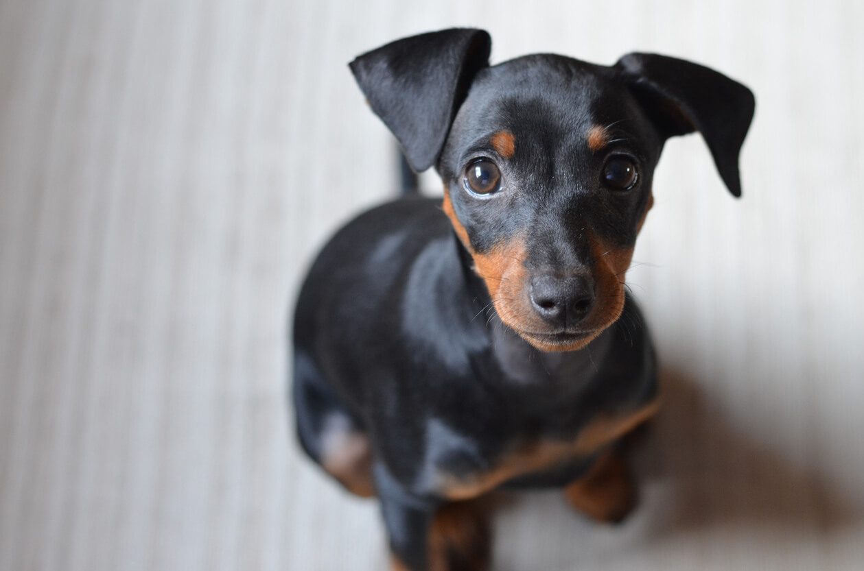 มิเนเจอร์พินช์เชอร์ (Miniature Pinscher) ตัวแสบในหมู่สุนัข
