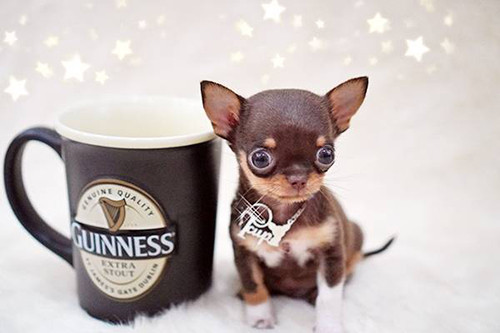 www.premium-chihuahuas.com