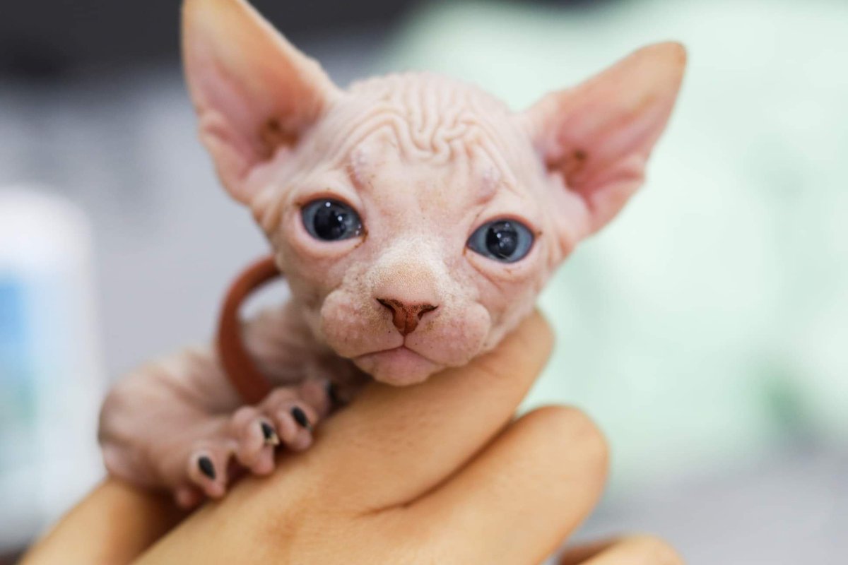 แมวสฟิงซ์ (Sphynx) แมวหนังย่น ไร้ขนที่คนนิยมเลี้ยง