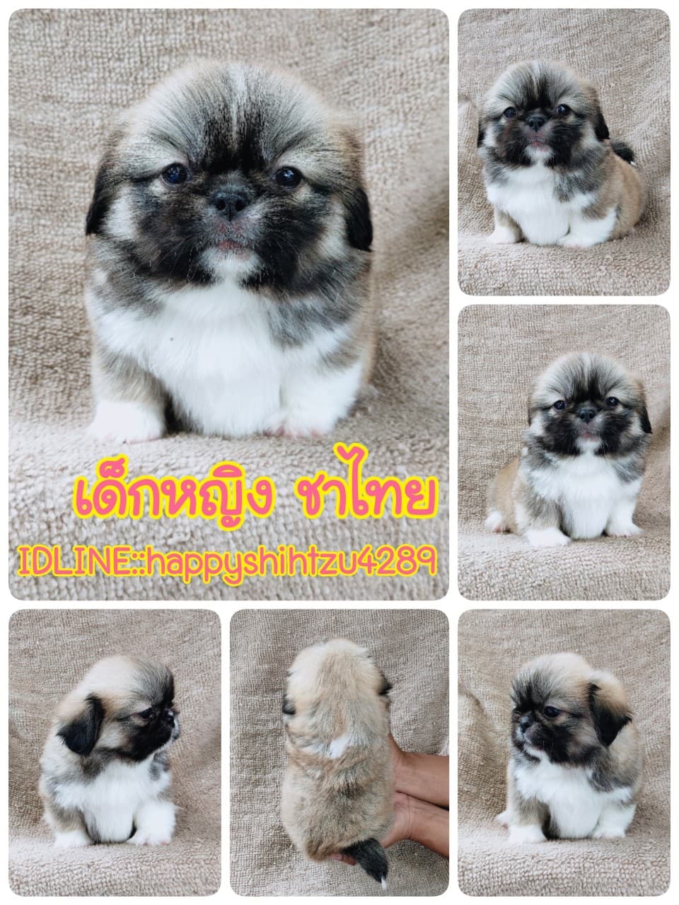 ปักกิ่งแท้9500.-เกรดสวยมีปะกันสุขภาพเทสลำไส้ก่อนส่งline::happyshihtzu4289