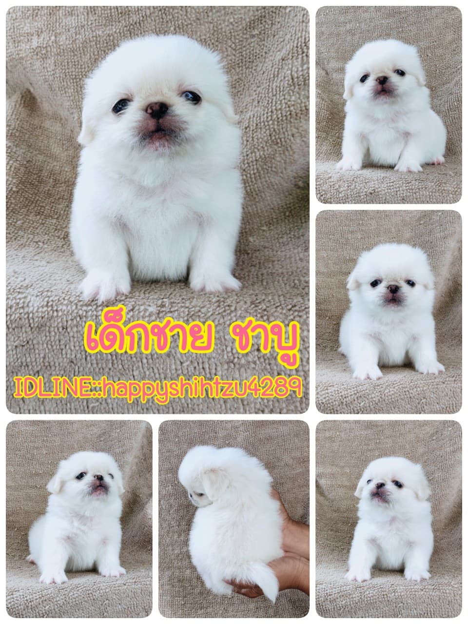 ปักกิ่งแท้9500.-ขาวครีมหน้าหักมีปะกันสุขภาพเทสลำไส้ก่อนส่งline::happyshihtzu4289