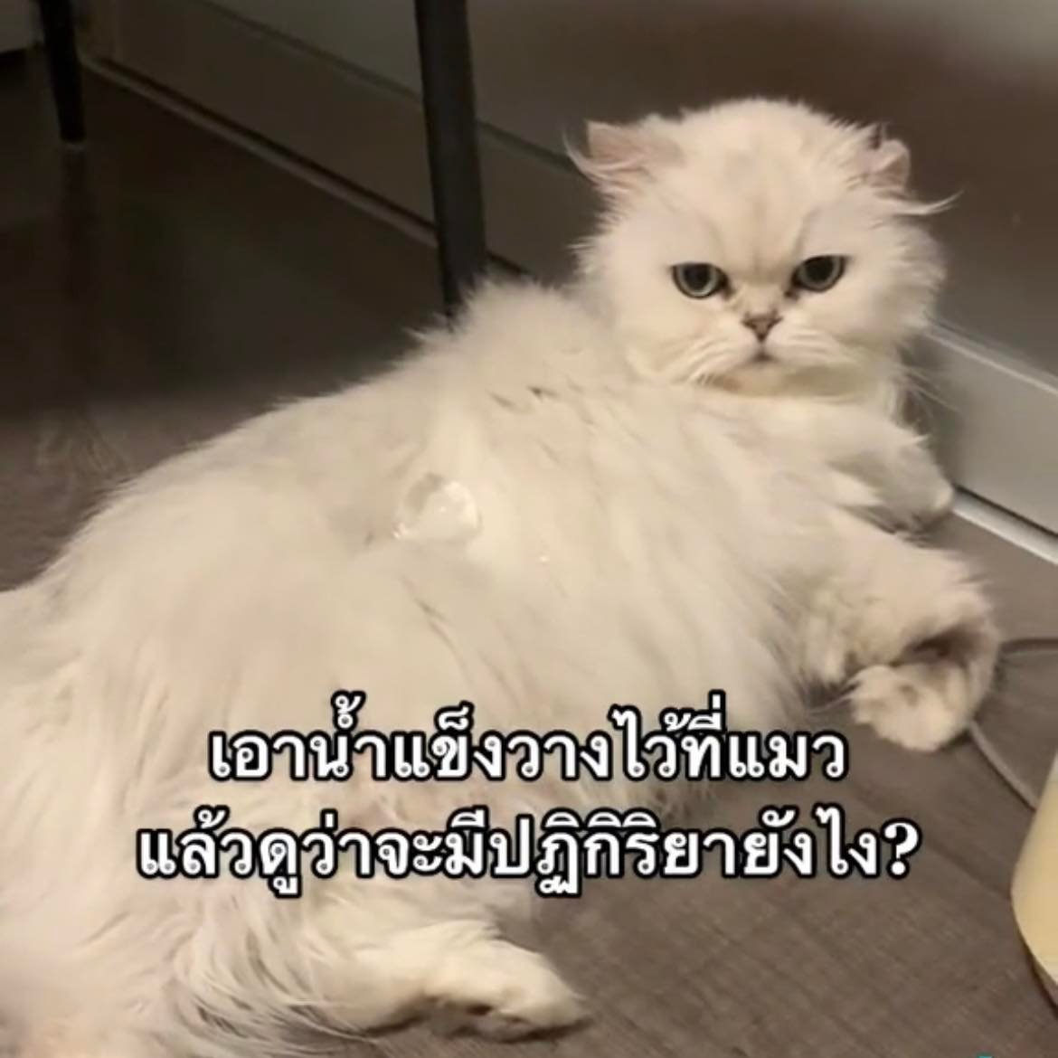 สัตวแพทย์เตือน ไวรัลวางน้ำแข็งบนตัวแมวทำแมวเครียดได้