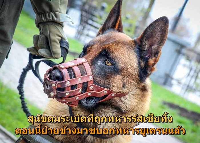 สุนัขดมระเบิดที่ถูกทหารรัสเซียทิ้ง ตอนนี้ย้ายข้างมาซบอกทหารยูเครนแล้ว