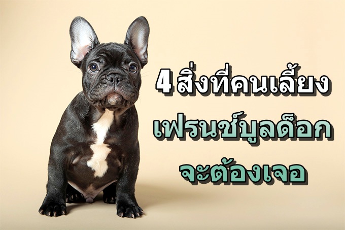 4 สิ่งที่คนเลี้ยงเฟรนช์บูลด็อกจะต้องเจอ