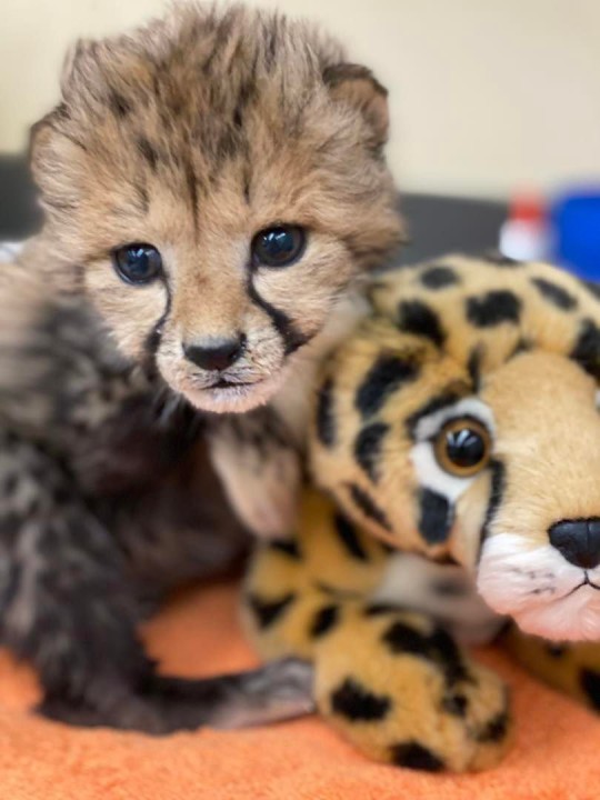 เพื่อนต่างสายพันธุ์! สวนสัตว์มะกันพาตูบมาเป็นเพื่อนลูกเสือชีตาห์
