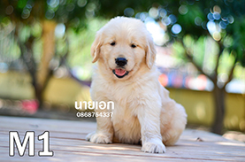 ลูกโกลเด้นสวยๆ น่ารักๆ หน้าหมีๆ