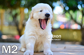 ลูกโกลเด้นสวยๆ น่ารักๆ หน้าหมีๆ