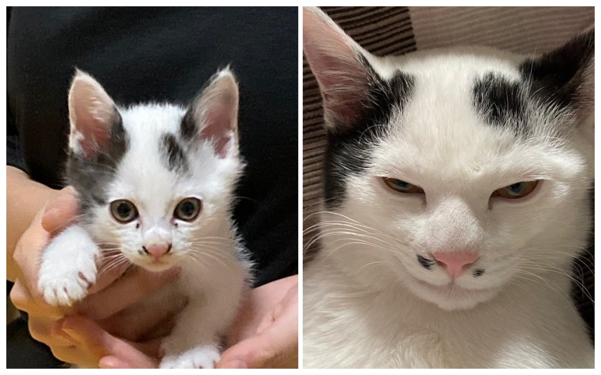 Before &amp; After ของน้องแมว ตอนเด็กกับปัจจุบัน สายตาดูก้าวร้าวหน่อย ๆ