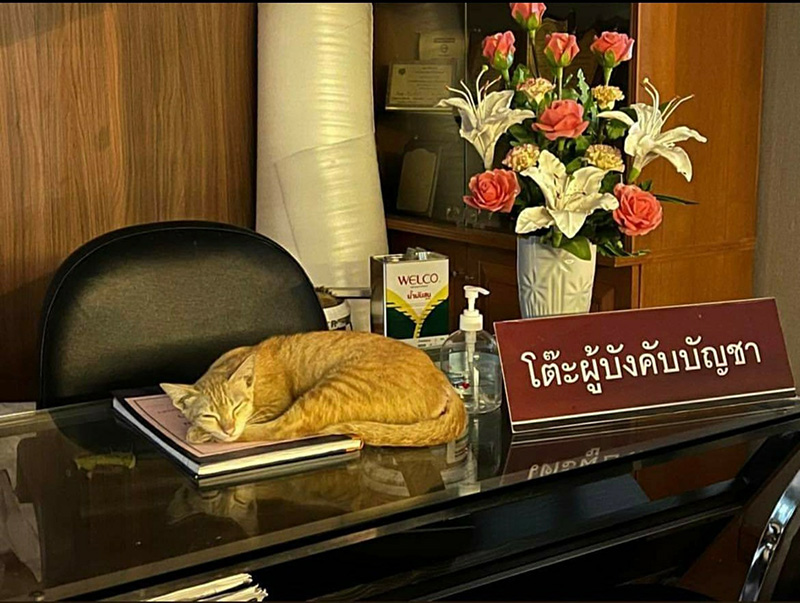 เปิดตัว ส้มส้ม แมวขี้เซา สน.ดินแดง กับตำแหน่งสูงสุด โต๊ะร้อยเวรเหรอ..ธรรมดาไป๊ !