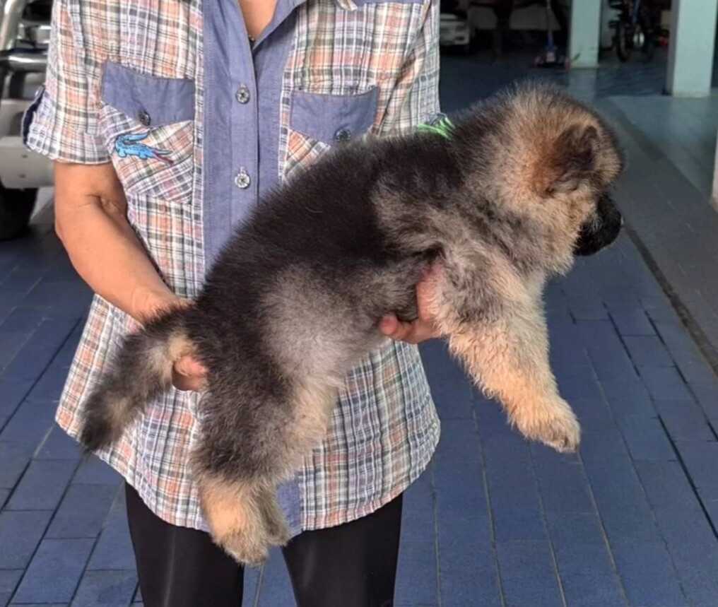 Update ลูกอัลเซเชี่ยนสายพันธุ์แท้ เพศเมีย อ้วนหมีๆ โครงสร้างใหญ่ เกรด A ชุดที่
