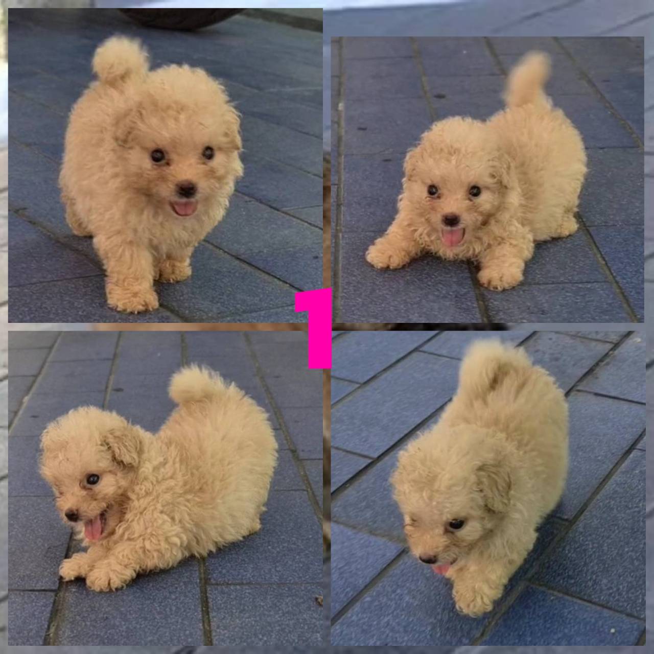 ลูกพูเดิ้ลผสมยอร์คเชียร์  น่ากอดน่าอุ้ม ซนๆสวยๆ เล่นเก่งมาก เกรด A จาก kankarncl