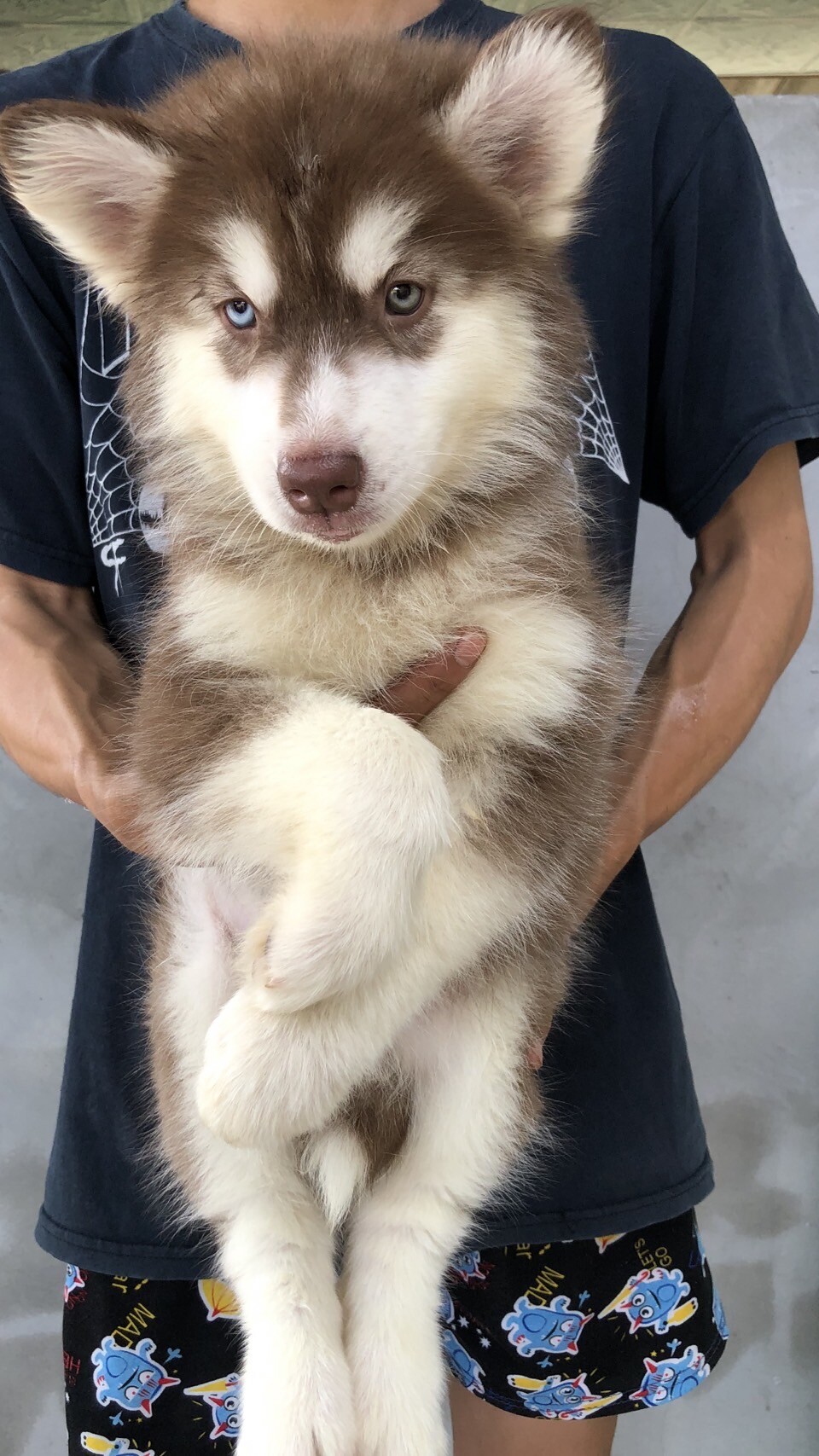 ขายลูกไซบีเรียนพีนธุ์แท้เพศเมีย 5500บาท