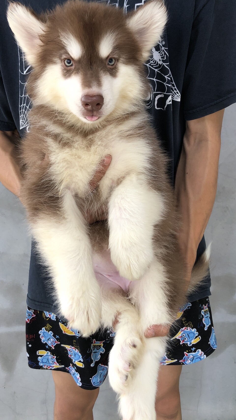 ขายลูกไซบีเรียนพีนธุ์แท้เพศเมีย 5500บาท