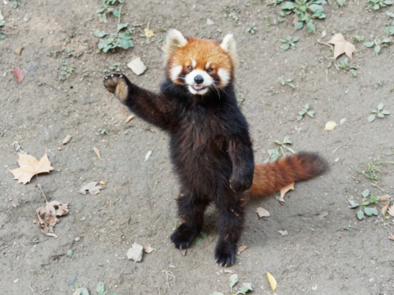 แพนด้าแดง สัตว์สายพันธุ์น่ารัก ที่ตลกและแบ๊วจนต้องร้องงื้อออ
