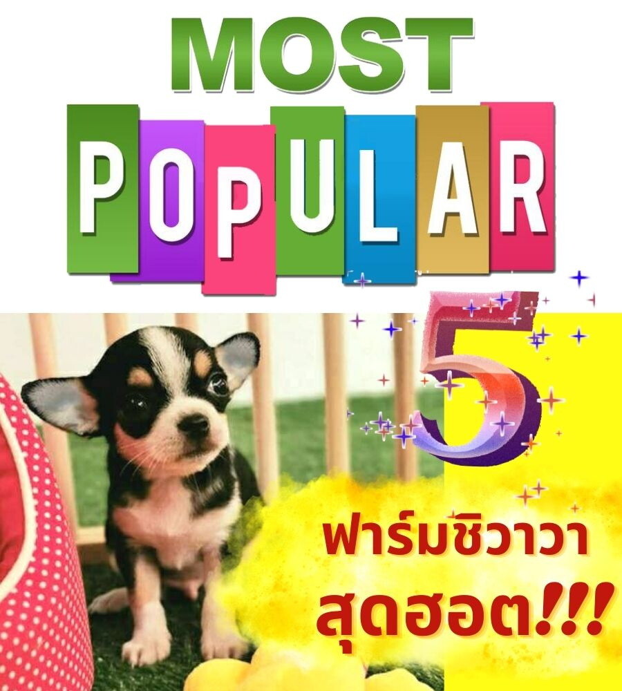 5 ฟาร์มชิวาวา สุดฮ็อตราคากันเอง!!!