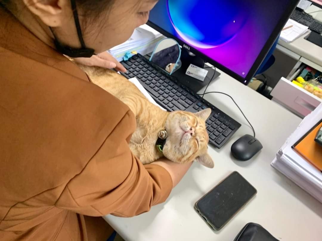 เมื่อเหล่าแมวเหมียวบุกออฟฟิศ พนักงานกลายเป็นทาสทั้งบริษัท