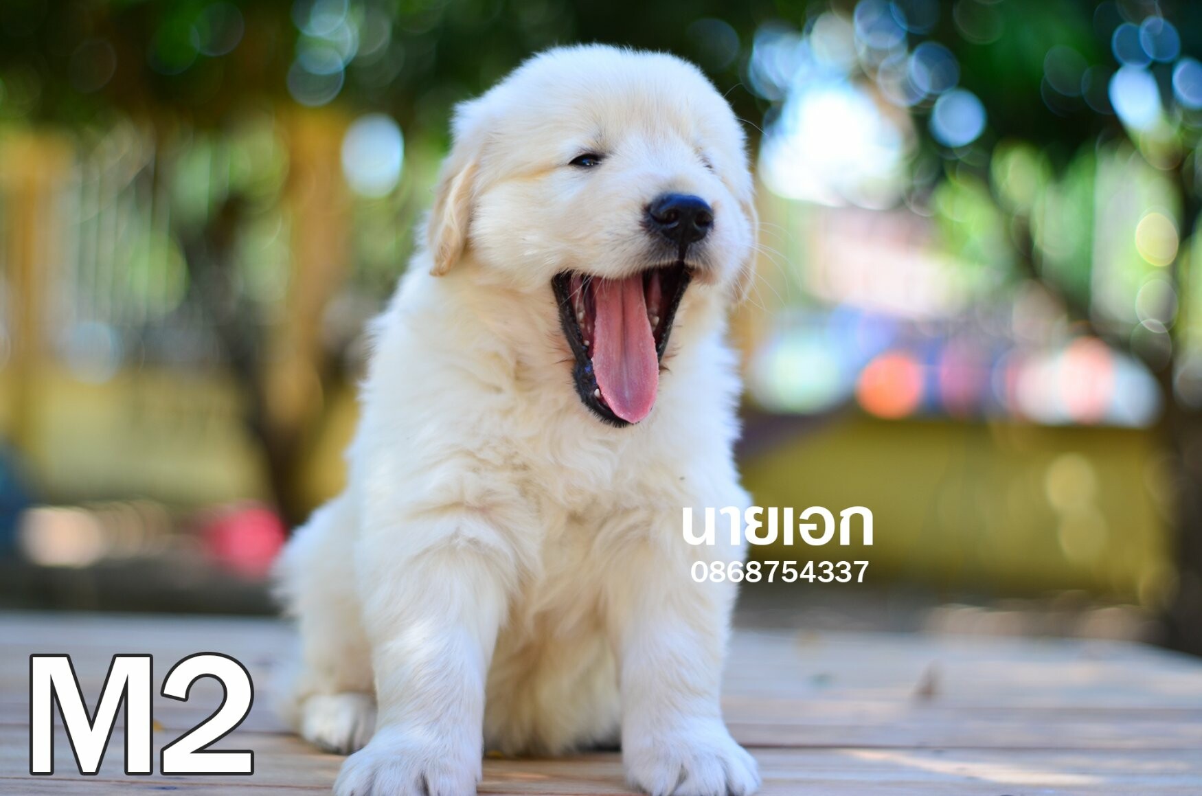 ลูกโกลเด้นแท้ หน้าหมีๆ