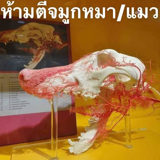 ภาพนี้คือเหตุผลที่ ห้ามตีหรือมีอะไรมากระแทกจมูกน้องหมา น้องแมวแรง ๆ