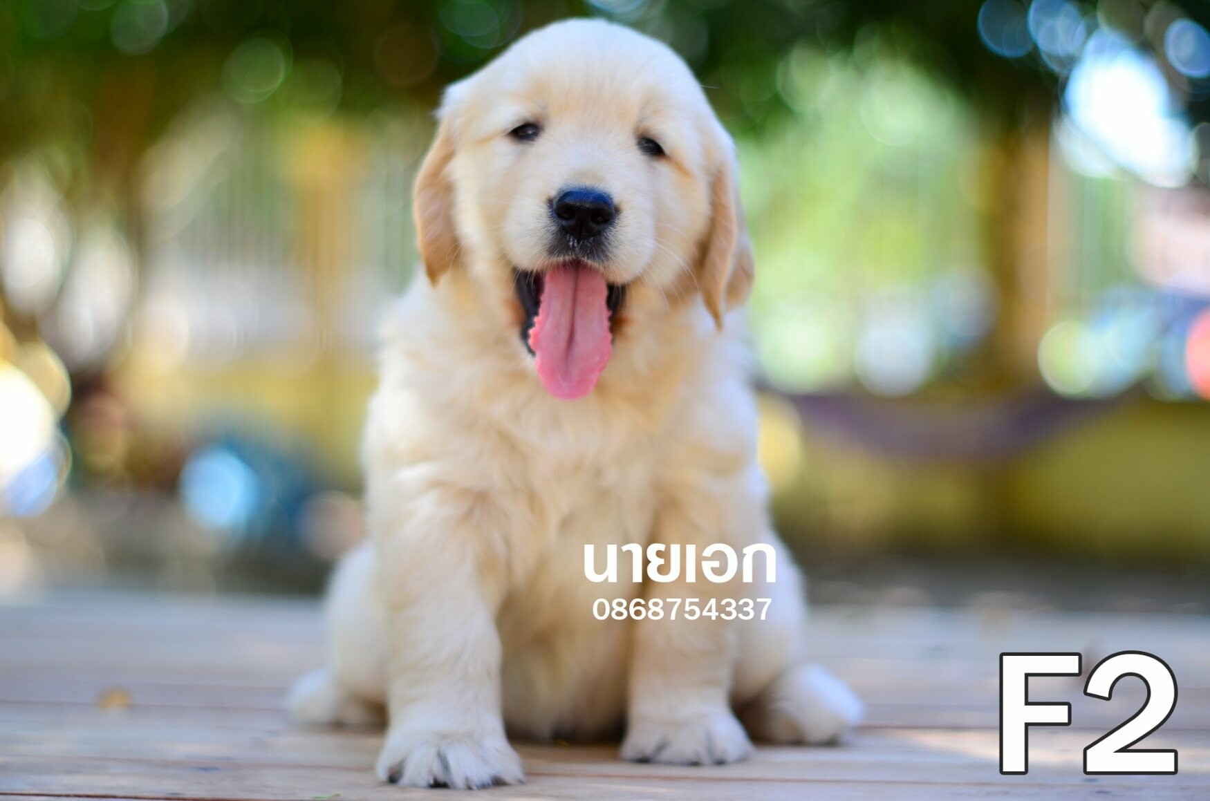 ลูกโกลเด้นแท้ หน้าหมีๆ