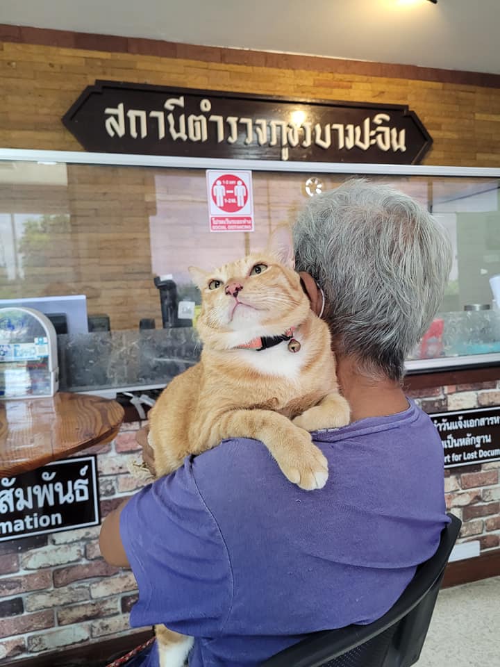 "แมวส้ม" รอดคุก! หลังแอบอึใส่แปลงผักชาวบ้าน