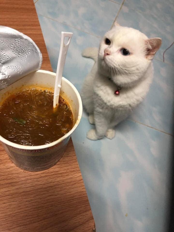 เมื่อเจ้าของกำลังกินของอร่อย ๆ เห็นปฏิกิริยาของแมวแล้วน่าสงสาร