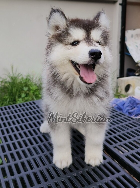 ขายลูกไซบีเรียน