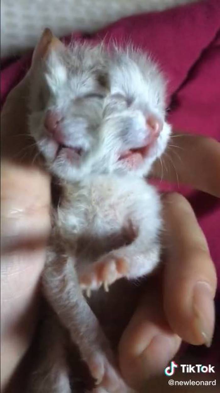 เหมียวน้อยเกิดมามี 2 หน้า คนแห่ให้กำลังใจ ขอให้หนูเติบโตได้อย่างปลอดภัย