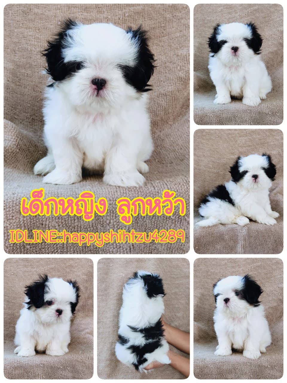 ชิสุแท้5000.-เก็บปลายทาง มีปะกันสุขภาพ เทสลำไส้ก่อนส่งline::happyshihtzu4289