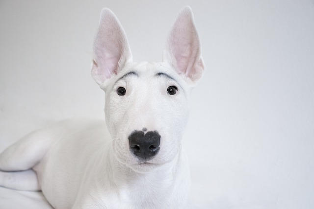 วิธีการเลือกซื้อสุนัขพันธุ์  บูลล์เทอร์เรีย (Bull Terrier)