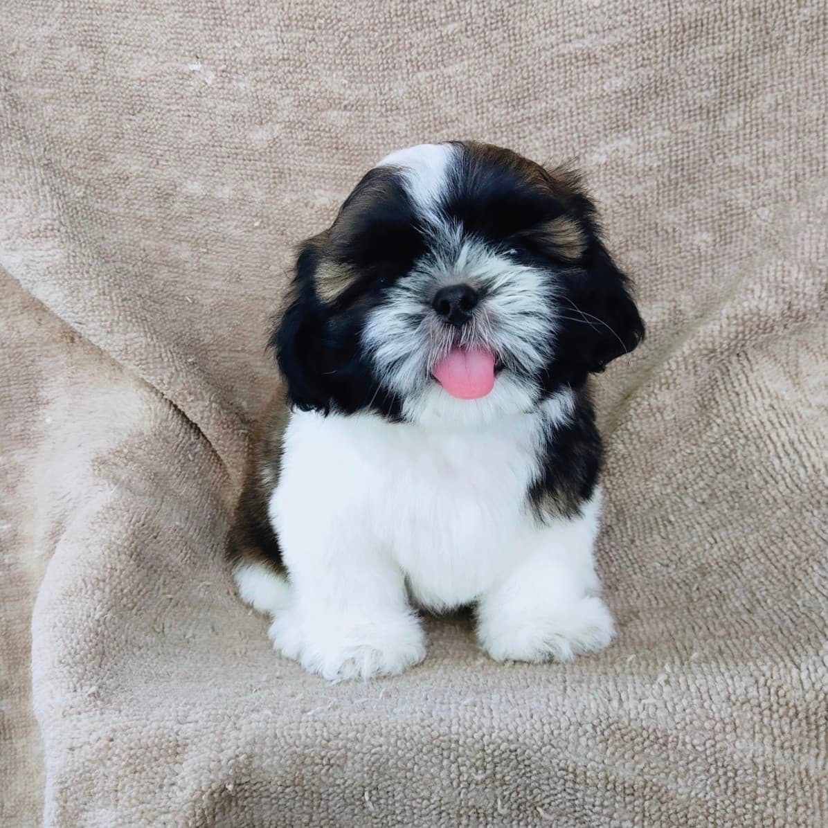 ชิสุแท้5000.-เก็บปลายทาง มีปะกันสุขภาพ เทสลำไส้ก่อนส่งline::happyshihtzu4289