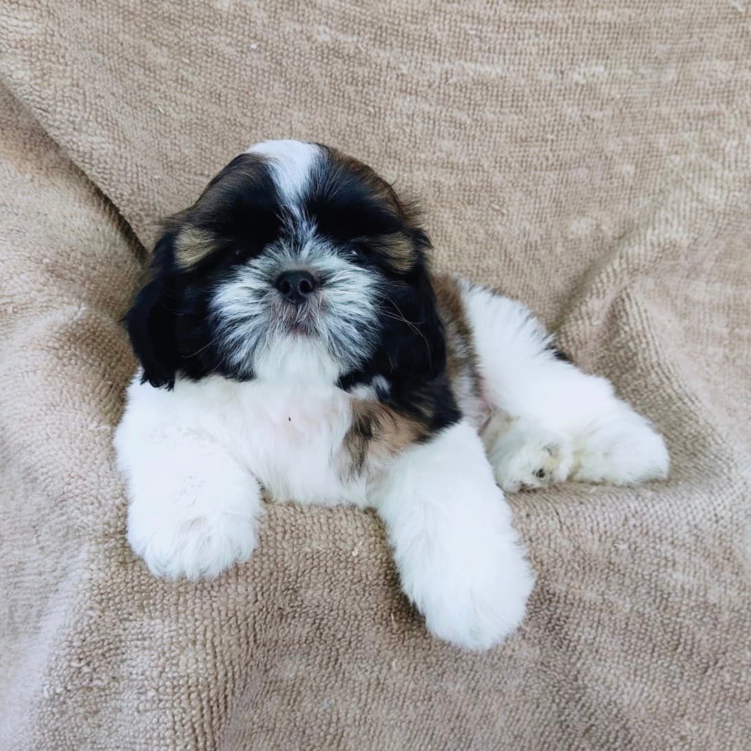 ชิสุแท้5000.-เก็บปลายทาง มีปะกันสุขภาพ เทสลำไส้ก่อนส่งline::happyshihtzu4289