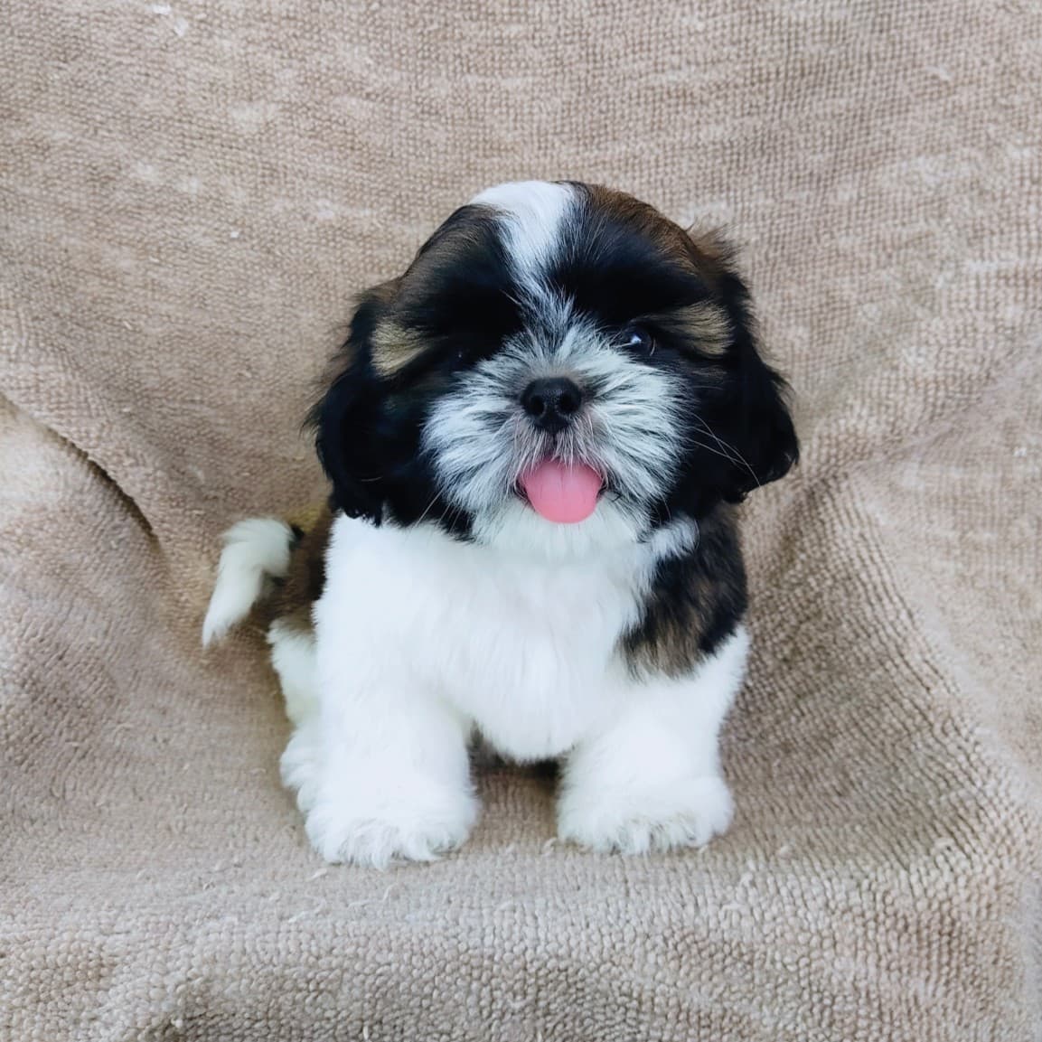 ชิสุแท้5000.-เก็บปลายทาง มีปะกันสุขภาพ เทสลำไส้ก่อนส่งline::happyshihtzu4289