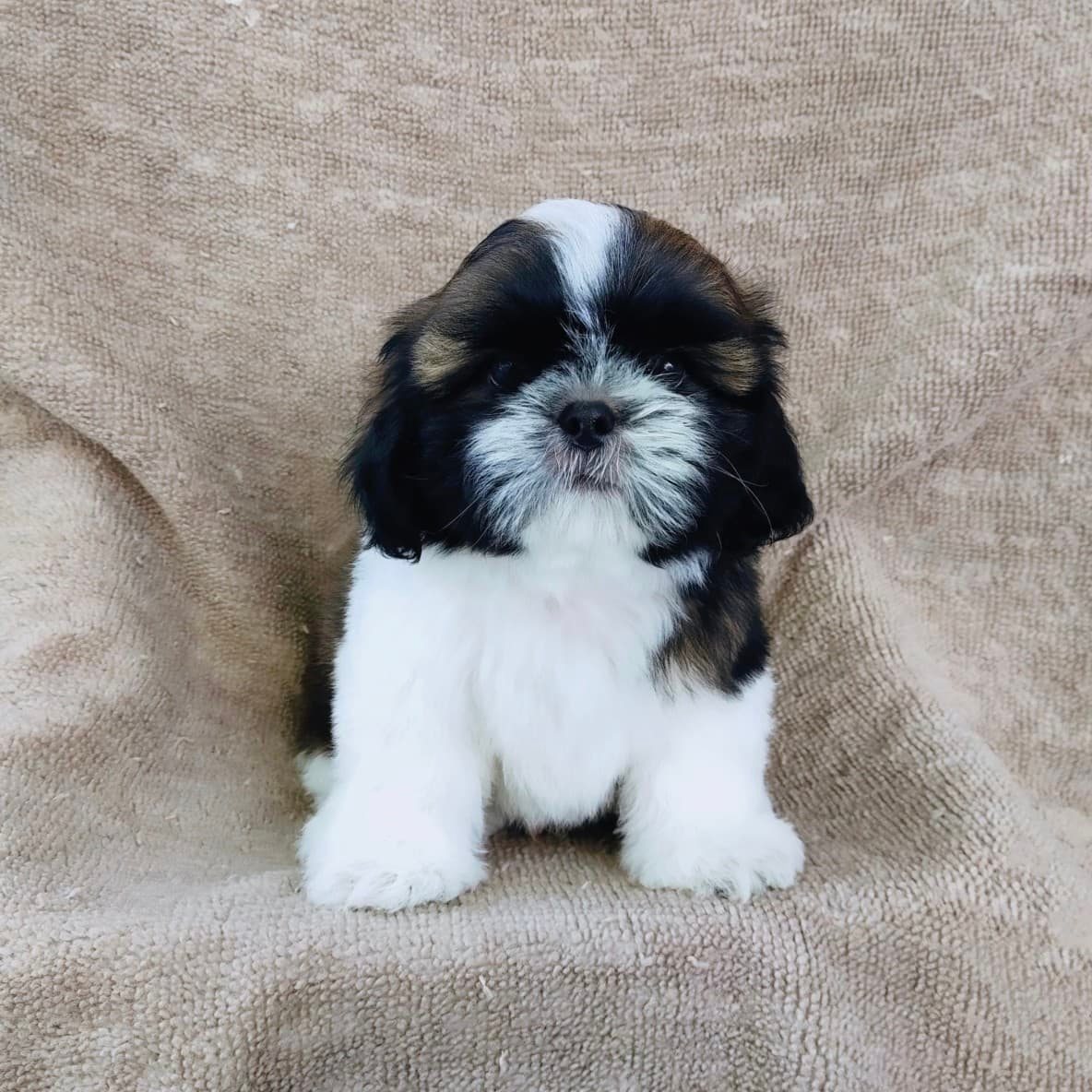 ชิสุแท้5000.-เก็บปลายทาง มีปะกันสุขภาพ เทสลำไส้ก่อนส่งline::happyshihtzu4289