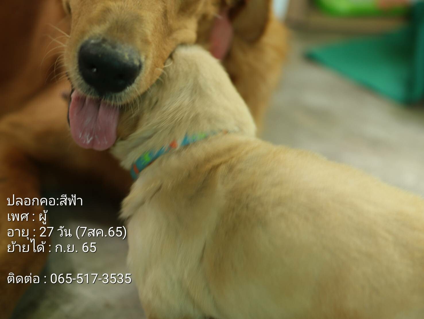 ขายลูกสุนัขพันธุ์โกลเด้นรีทรีฟเวอร์