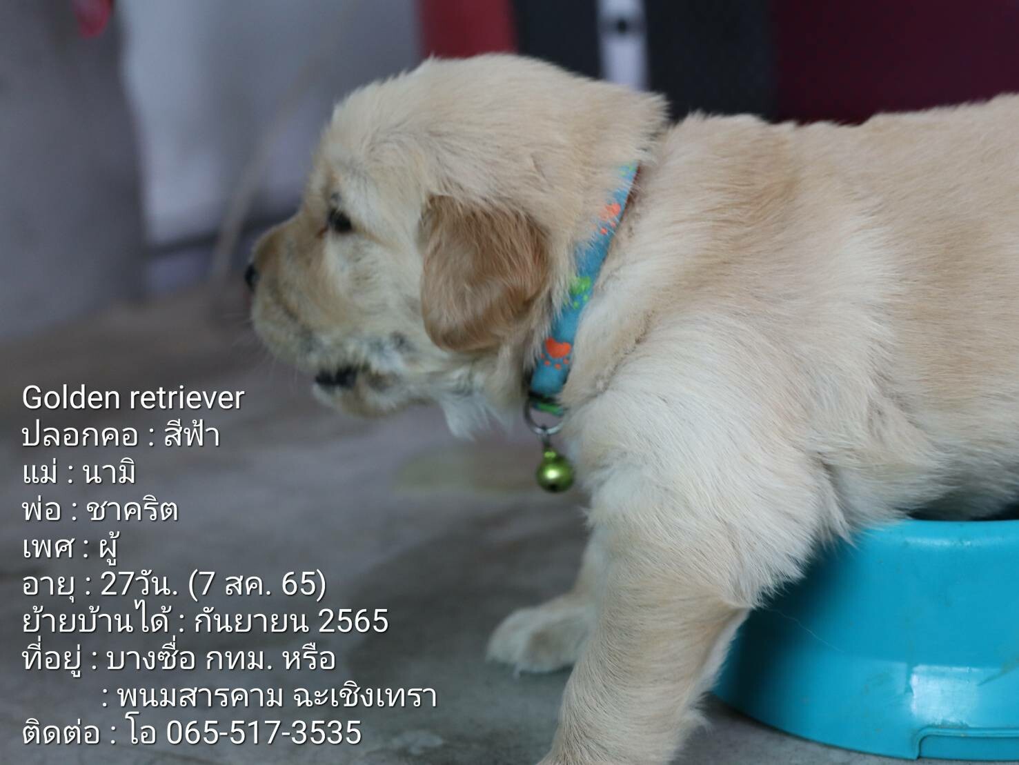 ขายลูกสุนัขพันธุ์โกลเด้นรีทรีฟเวอร์