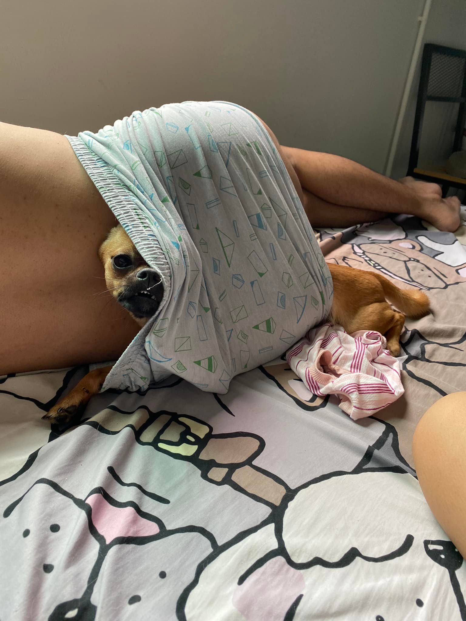 ส่องของเล่นชิ้นใหม่ของน้องหมา ว่าแต่...มันใช่เหรอ !!