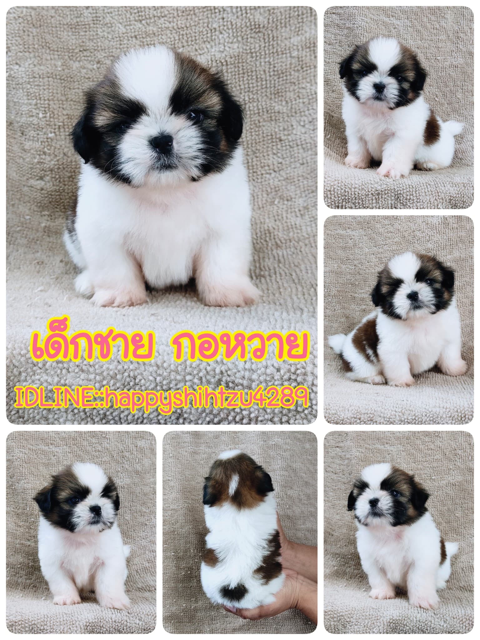 ชิสุแท้5000.-เก็บปลายทาง มีปะกันสุขภาพ เทสลำไส้ก่อนส่งline::happyshihtzu4289