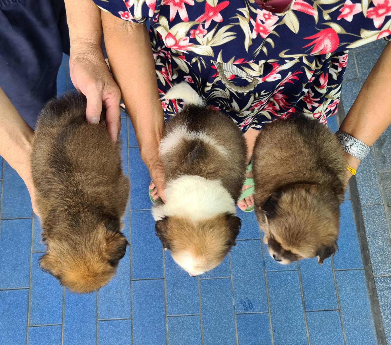 ลูกปอมผสมชิห์สุ น่ารักน่ากอด เกรด A ชุดที่ 32 จาก kankarnclub มีจัดส่งทั่วประเทศ