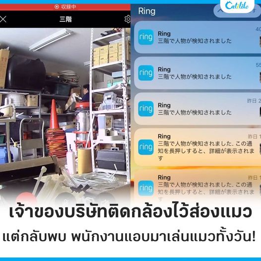 เกิดเป็นทาสแมวมันทำใจลำบาก บางทีก็จกพุงแล้วเพลินจนลืมทำงาน!!!