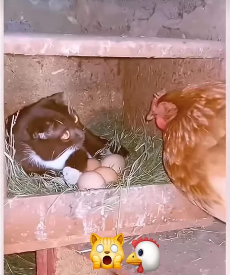 ตกลงใครเป็นแม่ตัวจริง... เมื่อเจ้าเหมียวแย่งกันคุมไข่ กับแม่ไก่