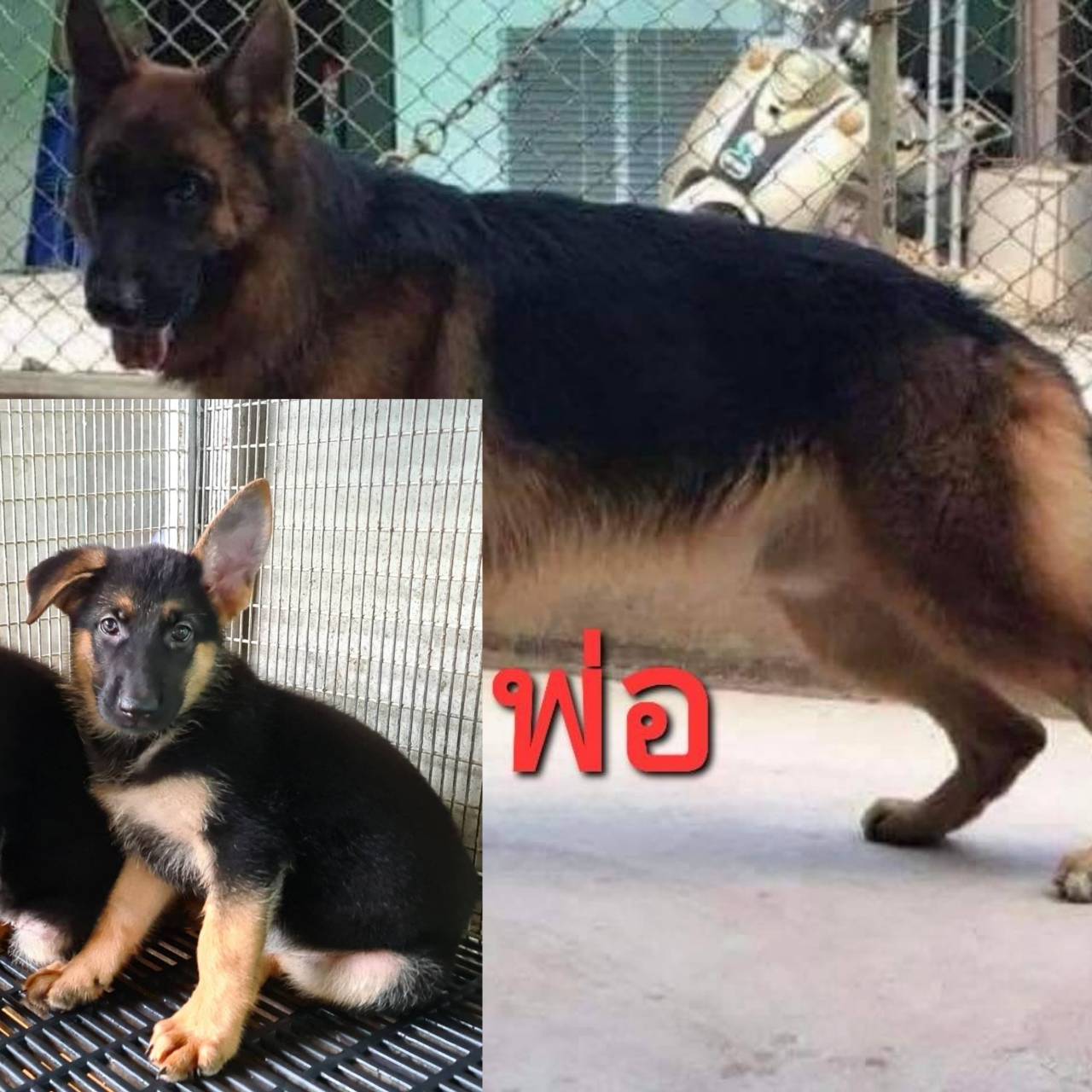 UPdate ลูกอัลเซเชียนสวยจัด โครงสร้างใหญ่แสตมป์หู มีใบเพ็ดดีกรี สายเลือดหมานำเข้า
