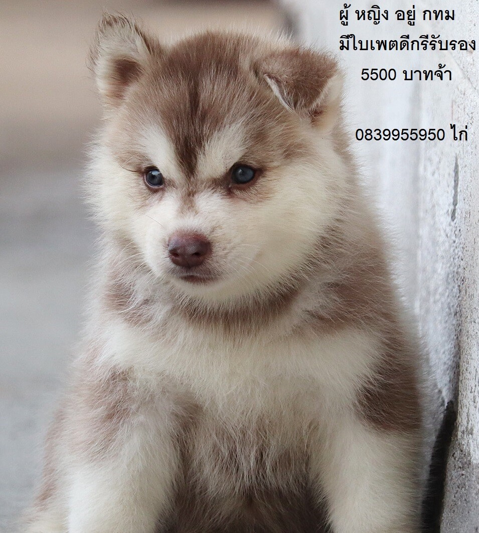 ขาย ไซบีเรียน ฮัสกี้,  กทม  มารับเองลดได้ครับ มีใบเพตดีกีรับลอง ขาย หมาไซบีเรียน