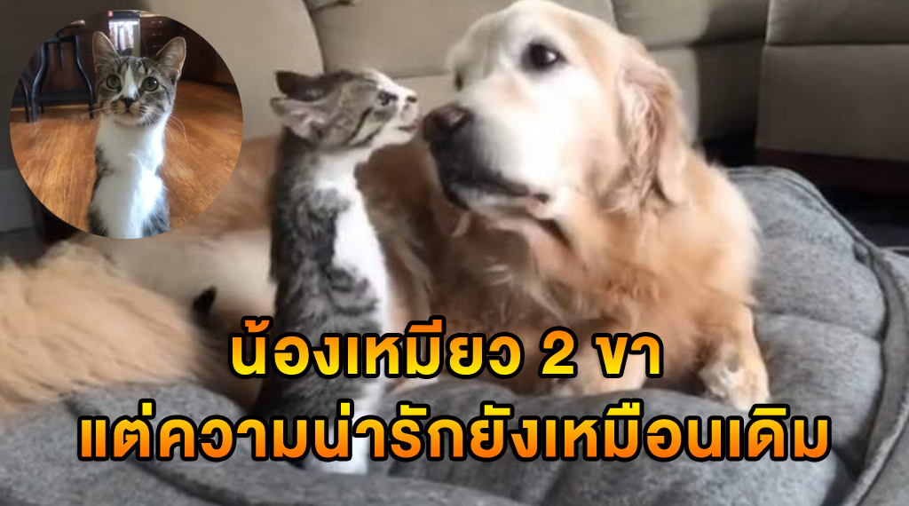 น้องเหมียว 2 ขา แต่ความน่ารักยังเหมือนเดิม