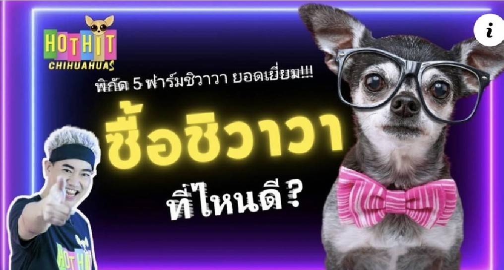 5 ฟาร์มชิวาวา ยอดนิยมที่สุด!!!
