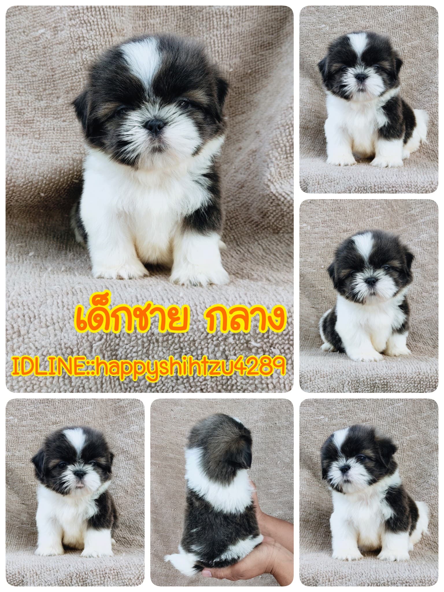 ชิสุแท้5000.-เก็บปลายทาง มีปะกันสุขภาพ เทสลำไส้ก่อนส่งline::happyshihtzu4289