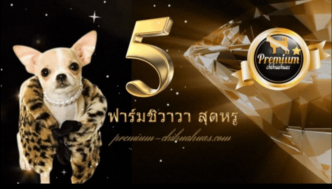 5 ฟาร์มชิวาวา เกรดพรีเมียม