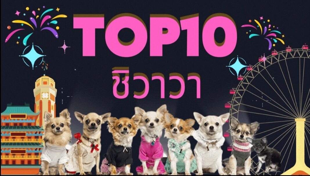 10 อันดับ ฟาร์มชิวาวา จากทั่วประเทศ