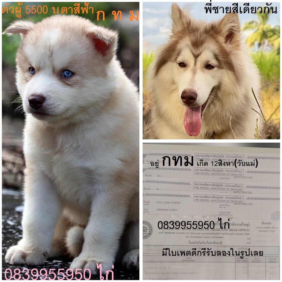 ขาย ไซบีเรียน ฮัสกี้,  กทม  มารับเองลดได้ครับ มีใบเพตดีกีรับลอง